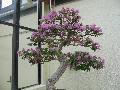 Paper Flower, Lesser Bougainvillea / Bougainvillea glabra